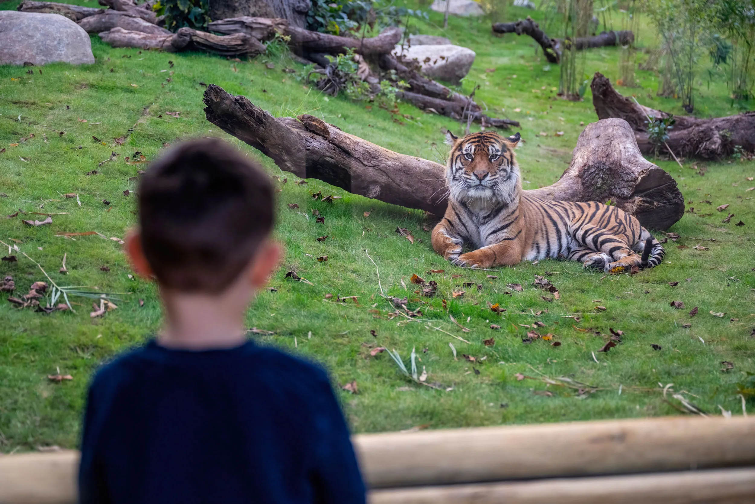 A child looking at a lion through glass