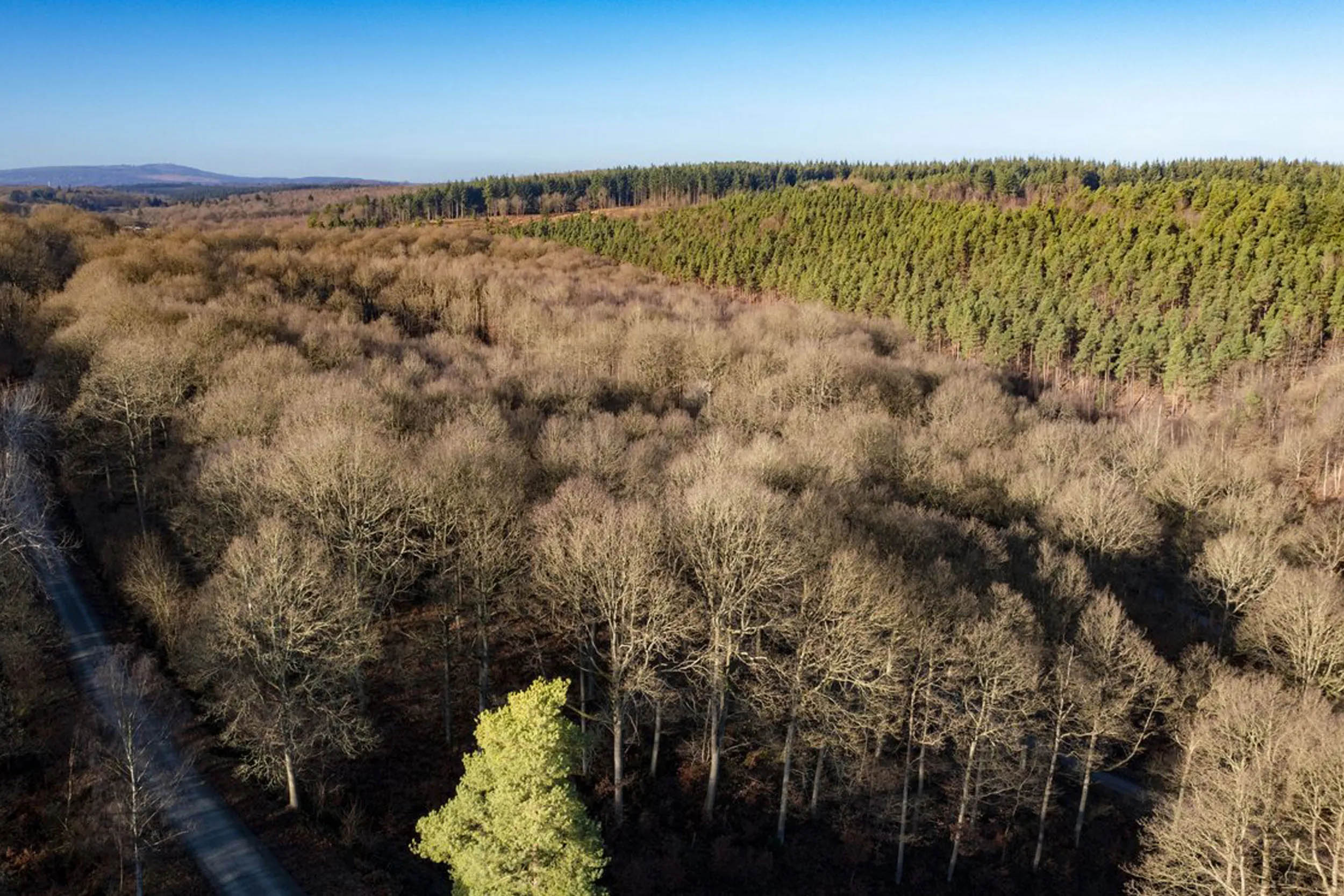 Drone image of a forest