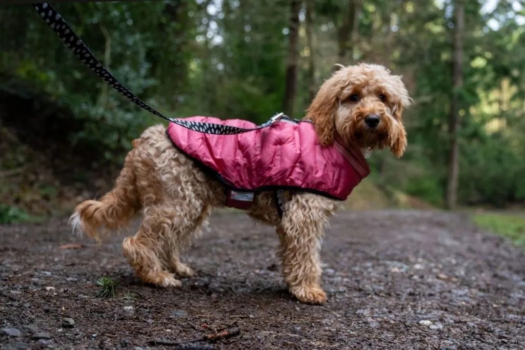 A dog wearing a pink coat