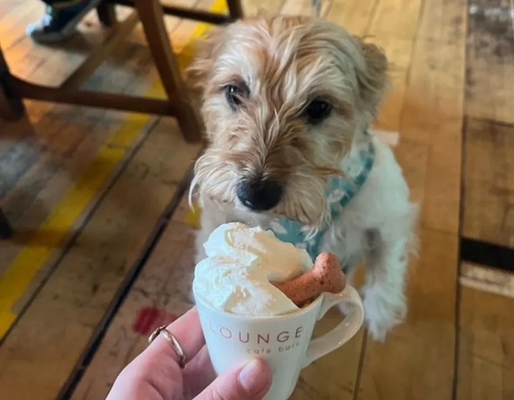 A dog with a cup of cream and dog treats