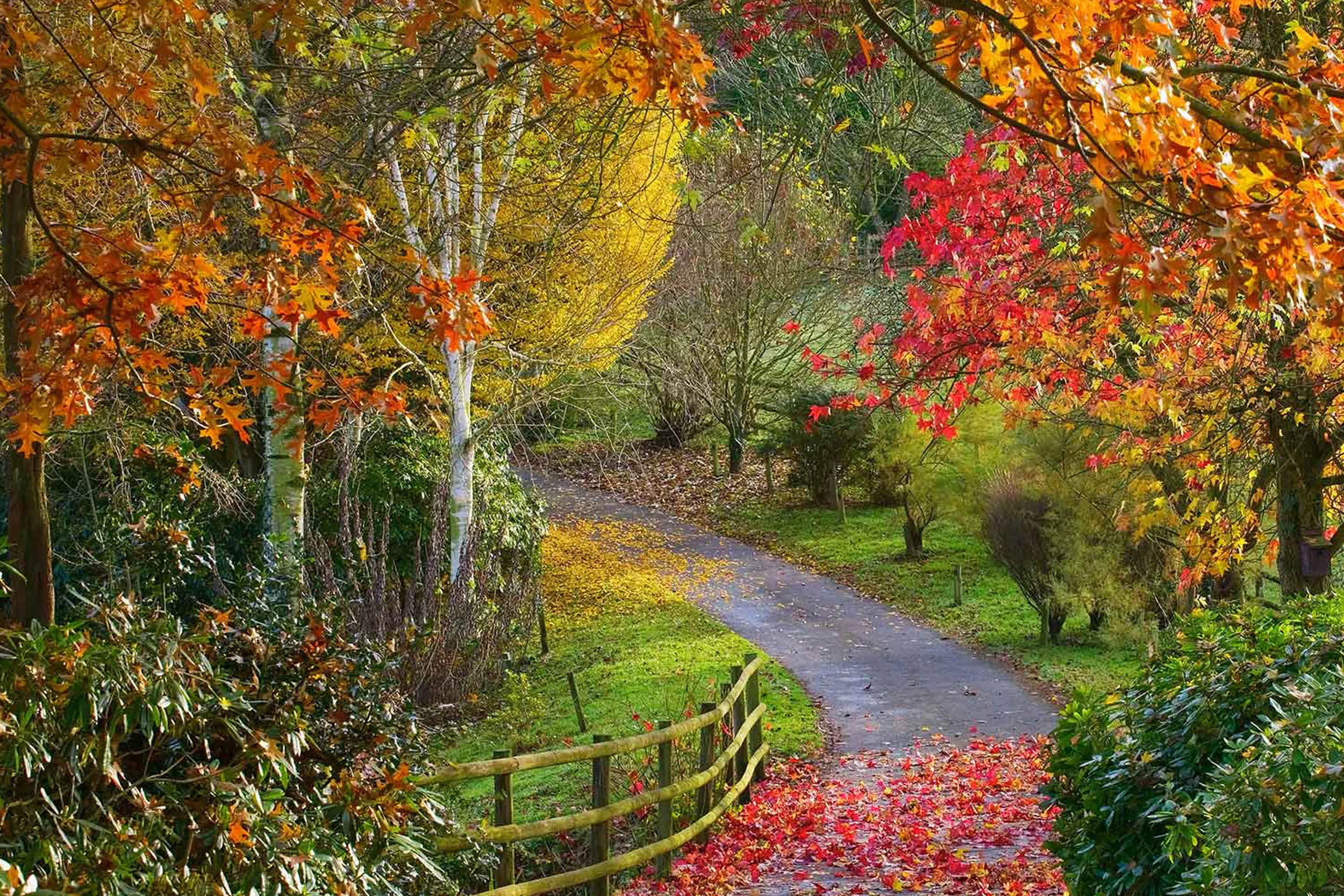Autumnal colours of trees 